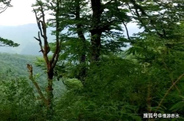 恭贺刘晓鹏同志被聘任为香港高等美院特聘教授